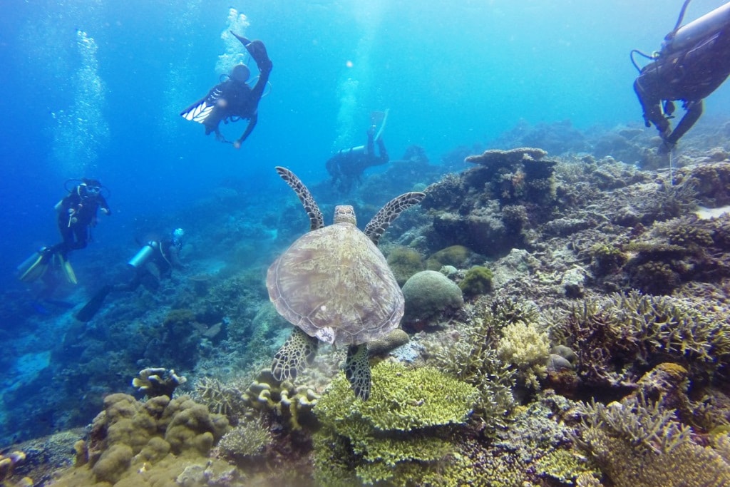 Diving di Pulau Derawan